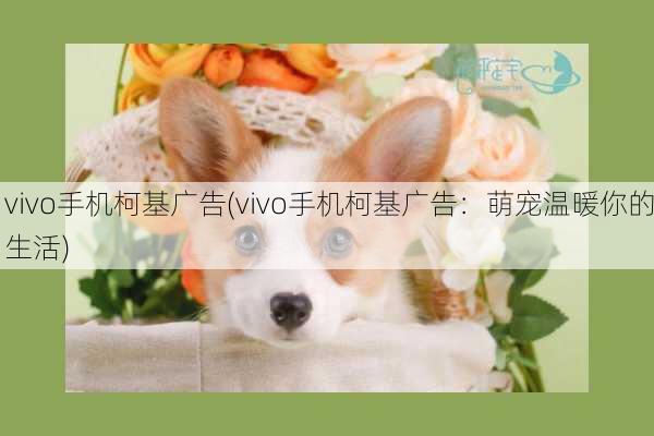 vivo手机柯基广告(vivo手机柯基广告：萌宠温暖你的生活)