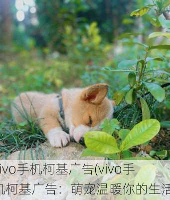 vivo手机柯基广告(vivo手机柯基广告：萌宠温暖你的生活)