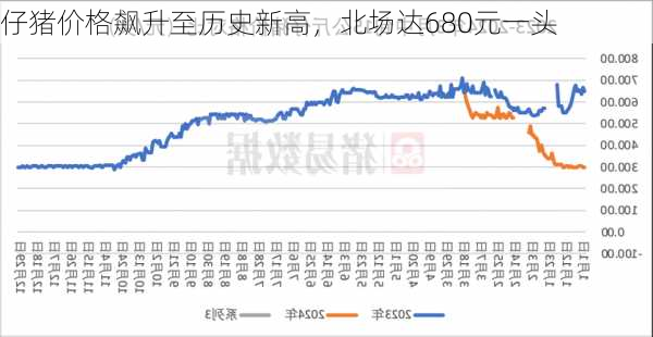 仔猪价格飙升至历史新高，北场达680元一头