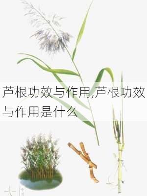 芦根功效与作用,芦根功效与作用是什么