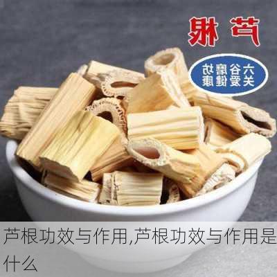 芦根功效与作用,芦根功效与作用是什么